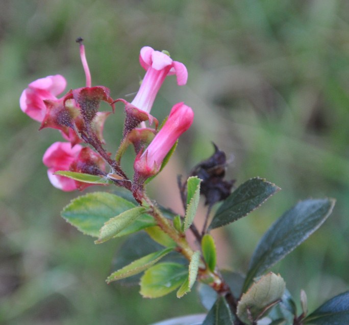 Изображение особи Escallonia rubra.