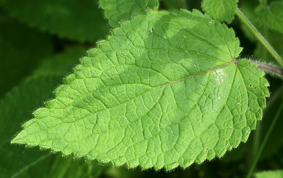 Image of Stachys sylvatica specimen.