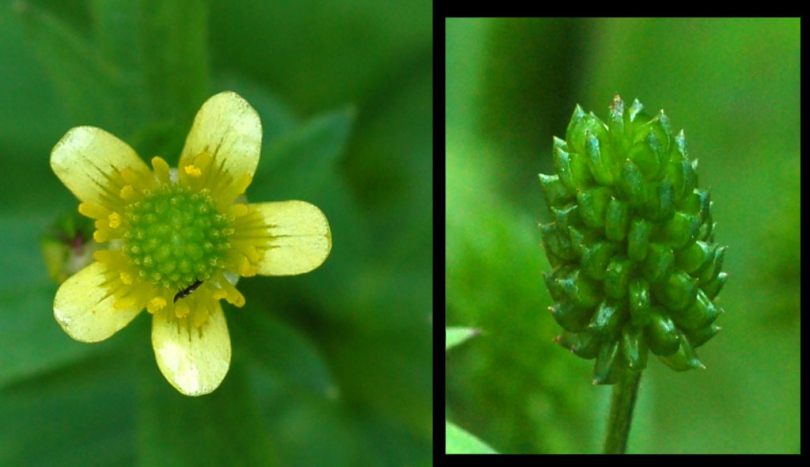 Image of Ranunculus chinensis specimen.