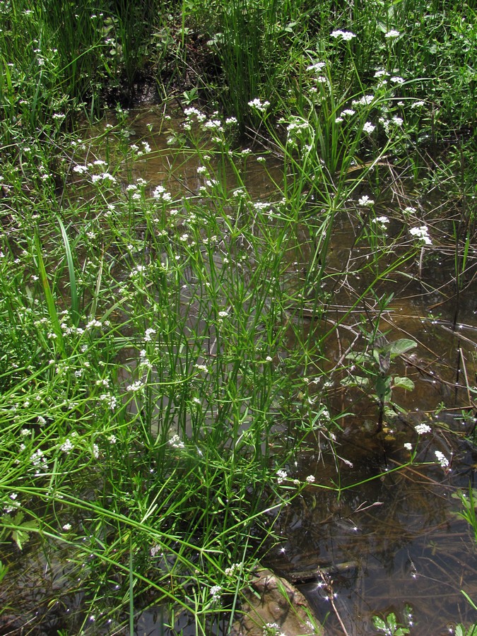 Изображение особи Galium debile.