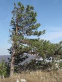 Pinus sylvestris