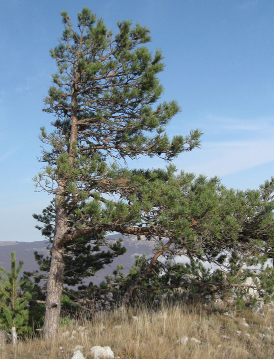 Изображение особи Pinus sylvestris ssp. hamata.