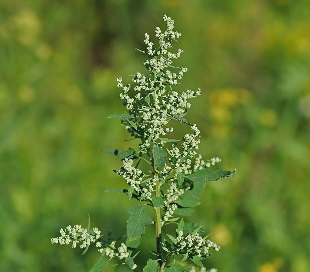 Изображение особи Chenopodium album.