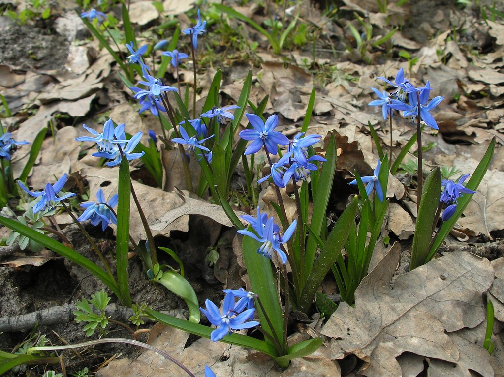 Изображение особи Scilla siberica.