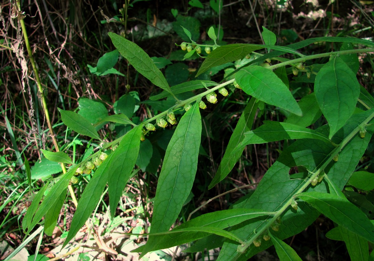 Изображение особи Carpesium abrotanoides.