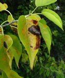 Maclura pomifera. Верхушка побега с поражённым листом. Краснодарский край, Сочи, окр. Вардане. 07.11.2015.