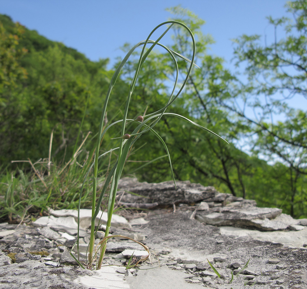 Image of Allium rotundum specimen.