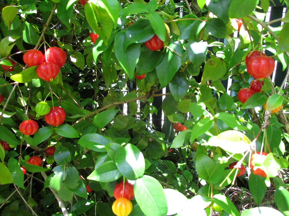 Image of Eugenia uniflora specimen.