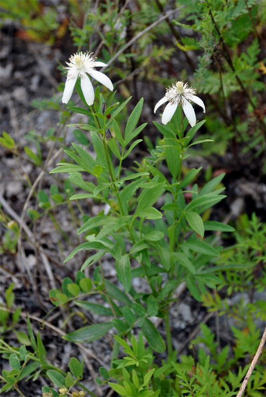 Image of Clematis hexapetala specimen.