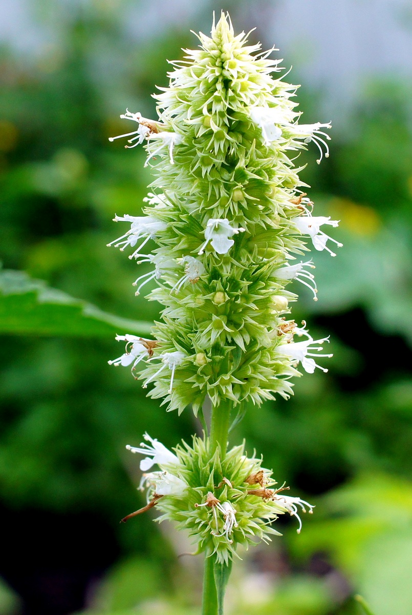 Image of Agastache rugosa specimen.