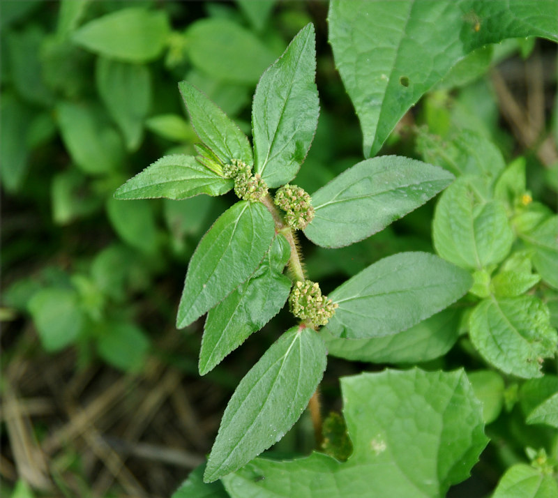 Image of Euphorbia hirta specimen.