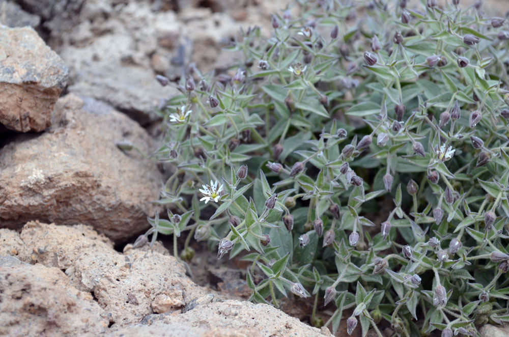 Изображение особи Stellaria turkestanica.