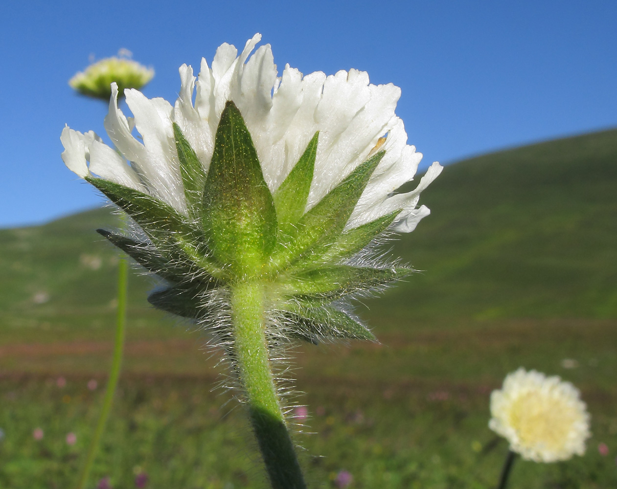 Image of Knautia montana specimen.