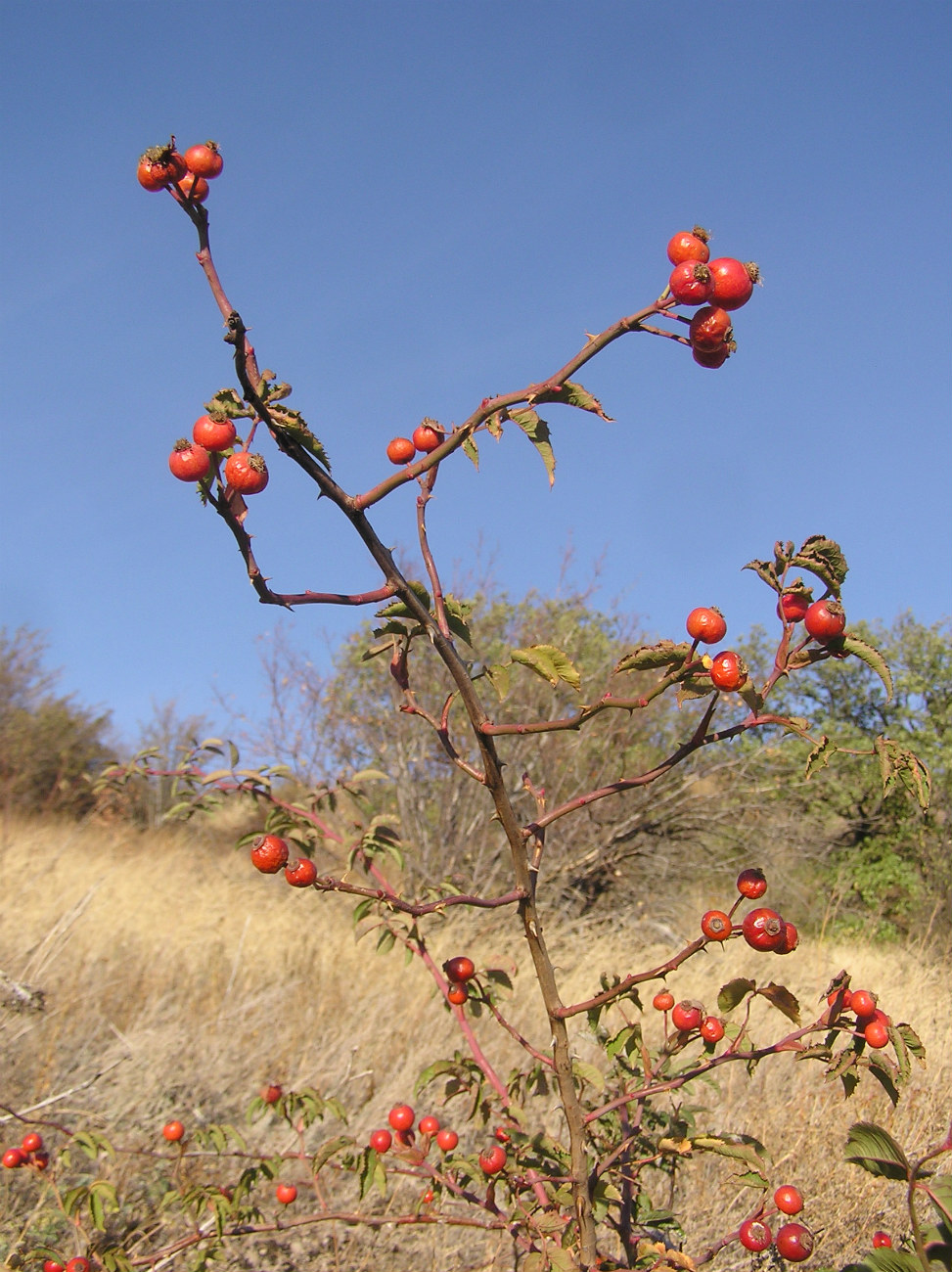 Image of genus Rosa specimen.