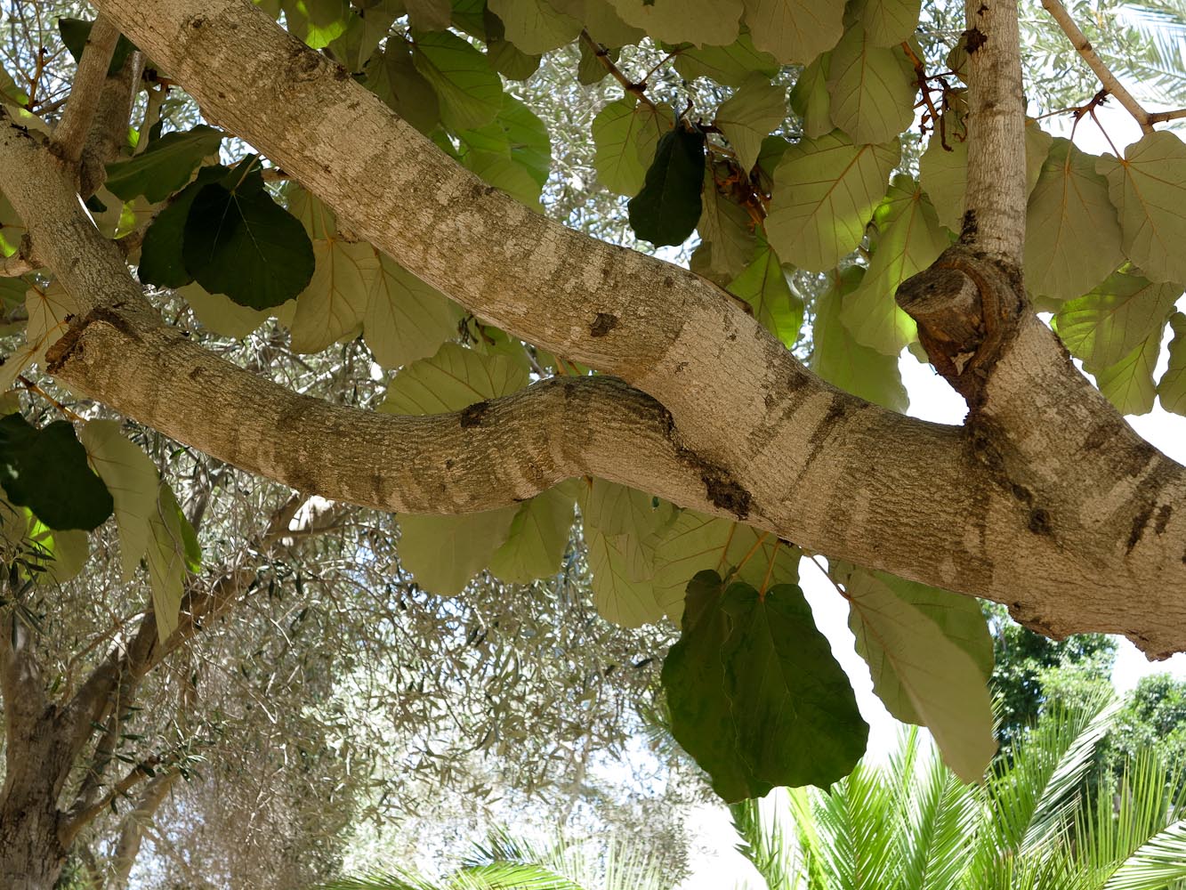 Image of Pterospermum acerifolium specimen.