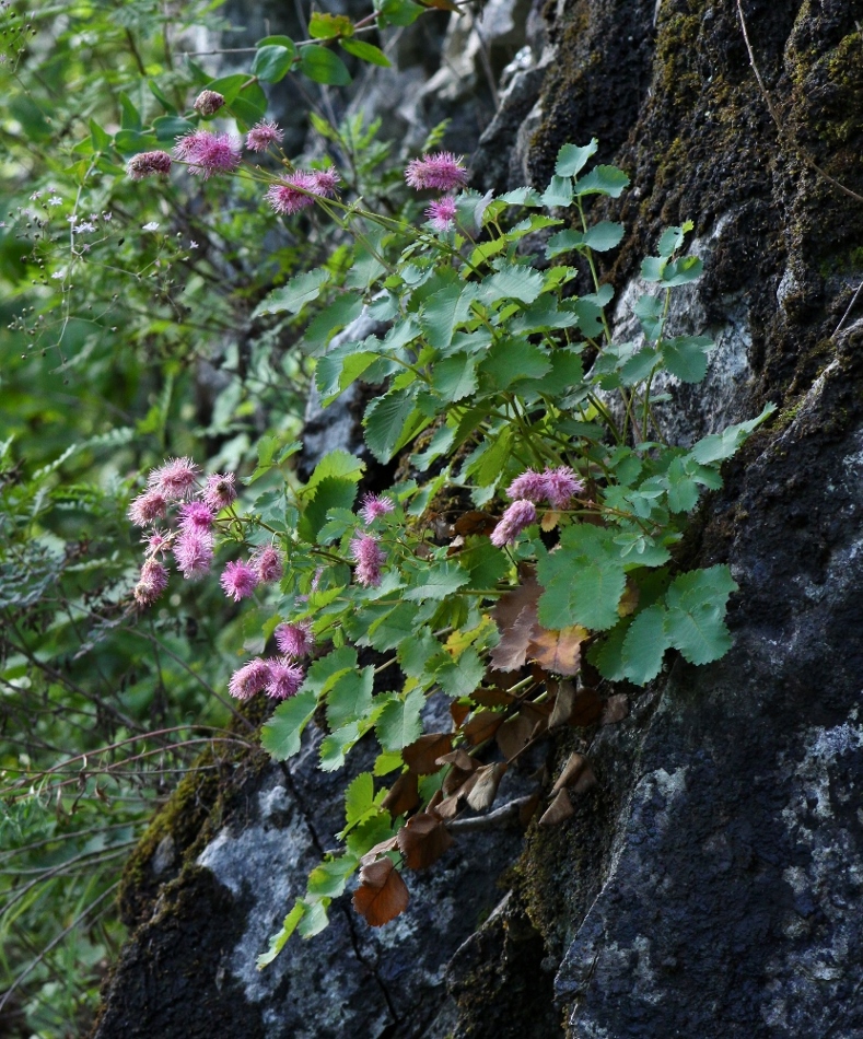 Image of Sanguisorba magnifica specimen.