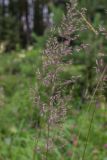 род Calamagrostis