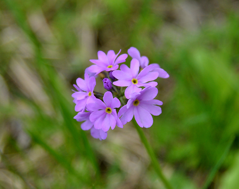 Изображение особи Primula algida.