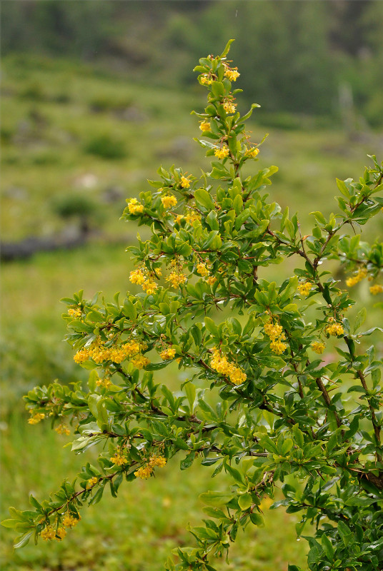 Изображение особи Berberis vulgaris.