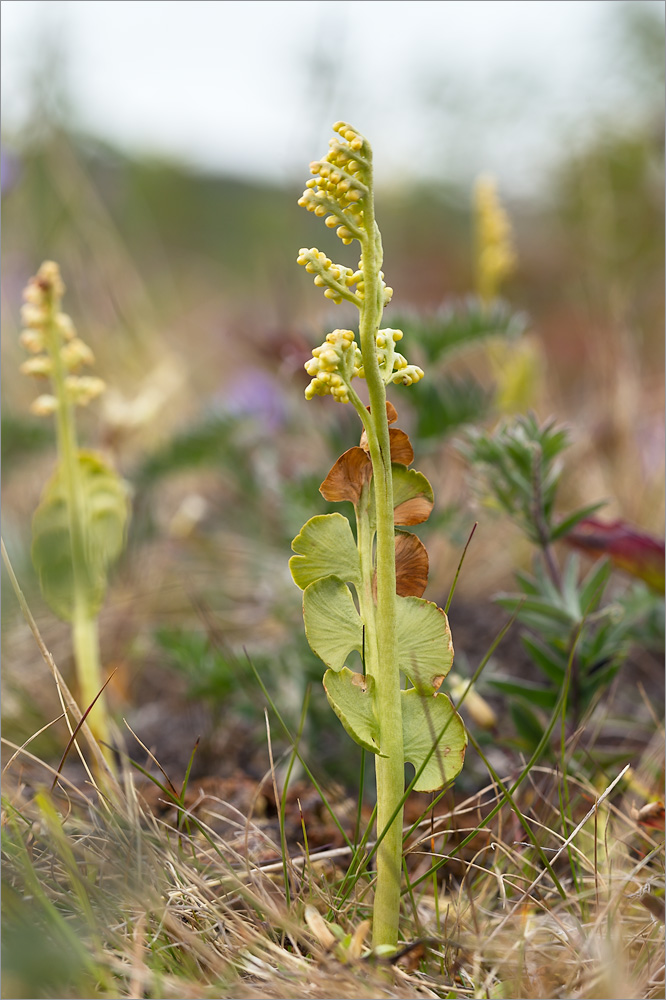 Изображение особи Botrychium lunaria.