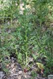 Spinacia turkestanica. Плодоносящее растение. Южный Казахстан, левый берег Сыр-Дарьи в 10 км выше Сюткента. 29.04.2015.