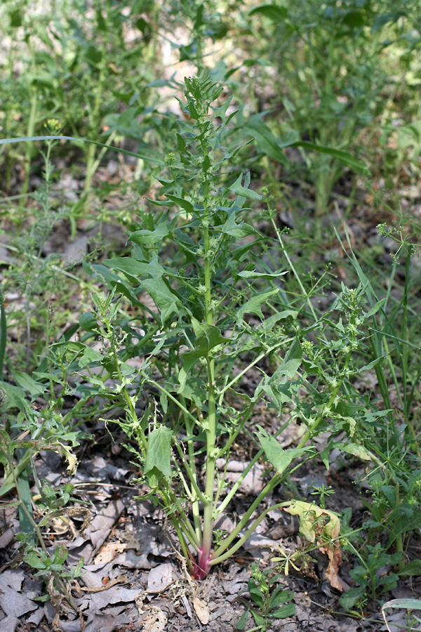 Image of Spinacia turkestanica specimen.