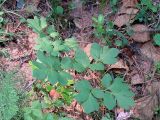 Corydalis paeoniifolia. Листья. Якутия (Саха), Алданский р-н, северная окраина Алдана, тайга. 15.06.2012.