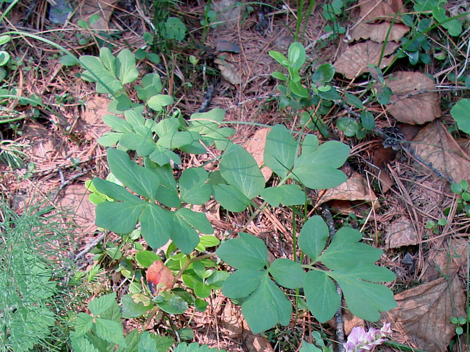 Изображение особи Corydalis paeoniifolia.