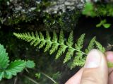 Dennstaedtia hirsuta. Верхушка вайи с сорусами (вид снизу). Приморье, Ольгинский р-н, долина р. Милоградовка, скалы на берегу реки. 21.08.2015.