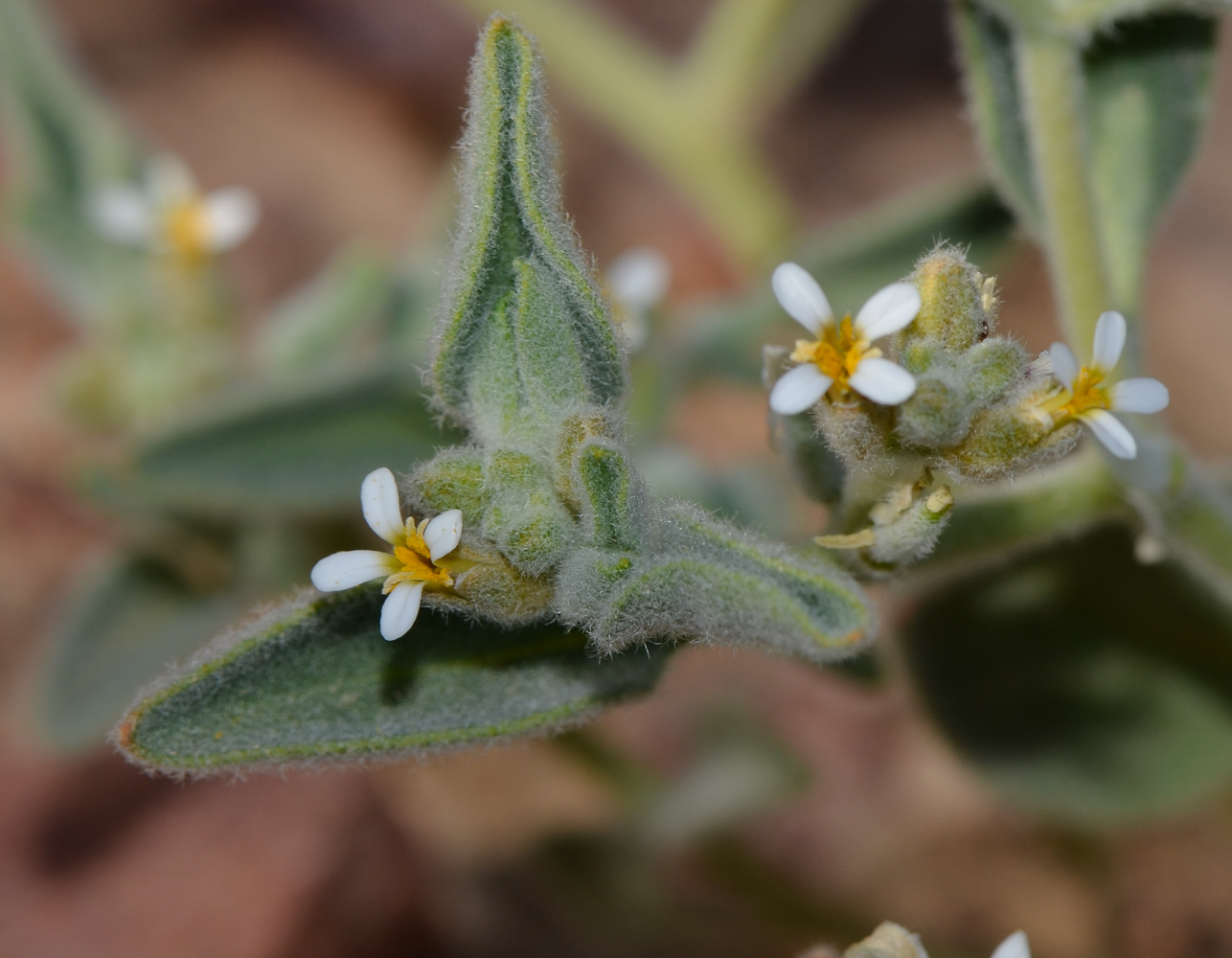 Изображение особи Morettia parviflora.