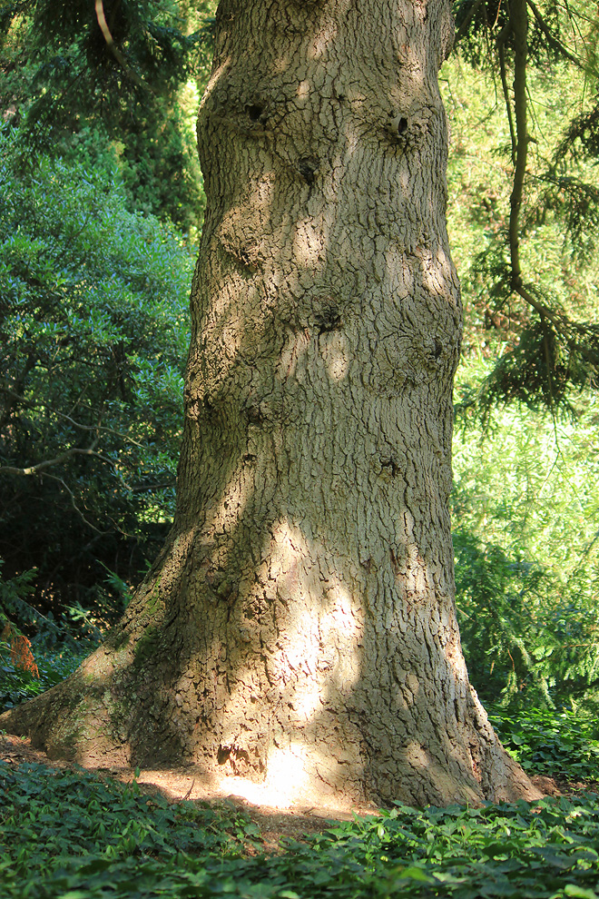 Image of Abies numidica specimen.