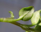 Stellaria neglecta