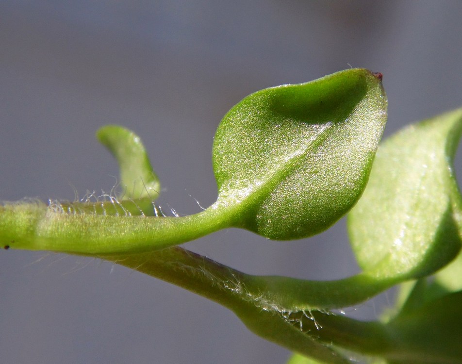 Изображение особи Stellaria neglecta.