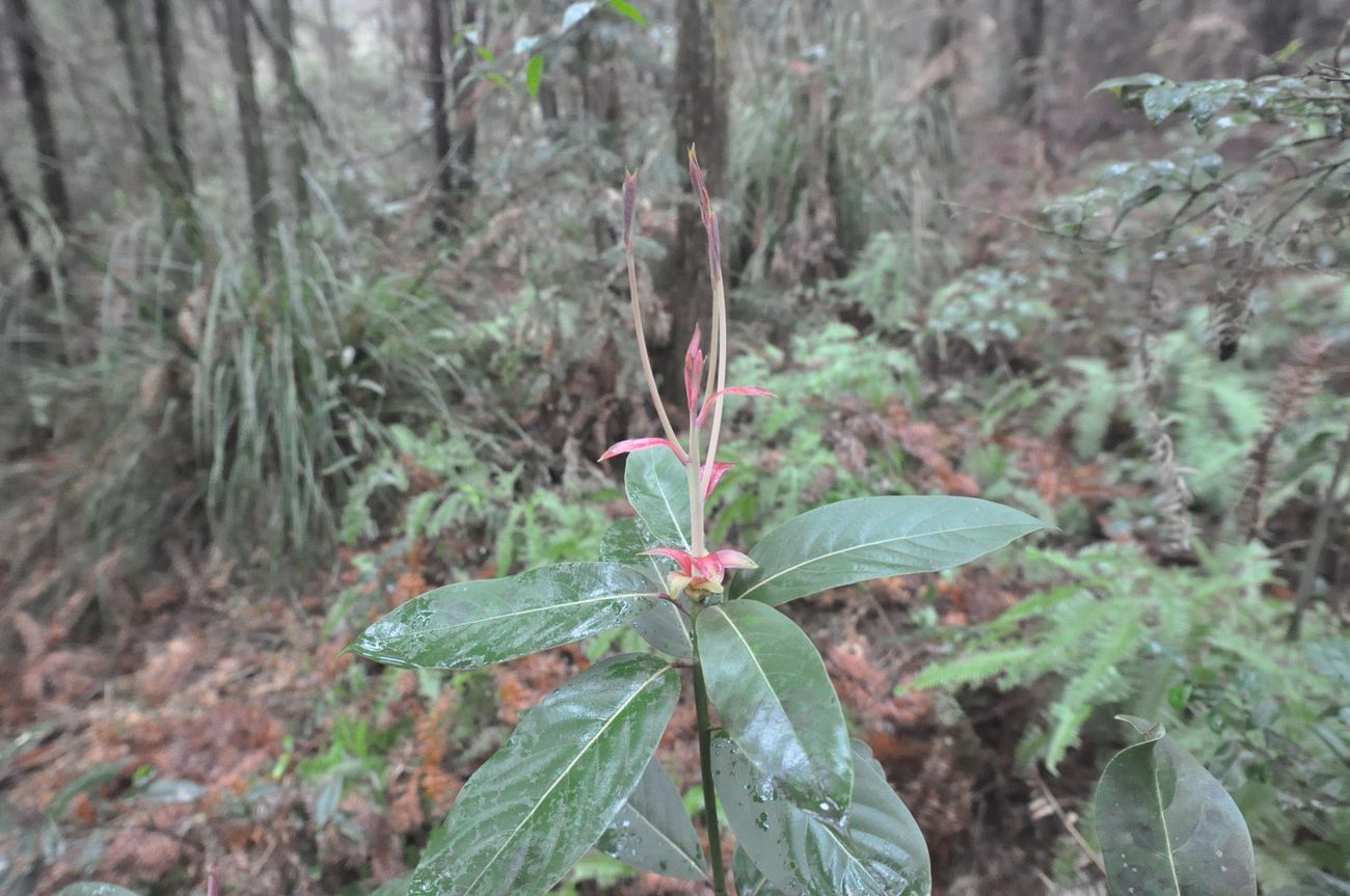 Image of Unknown species specimen.