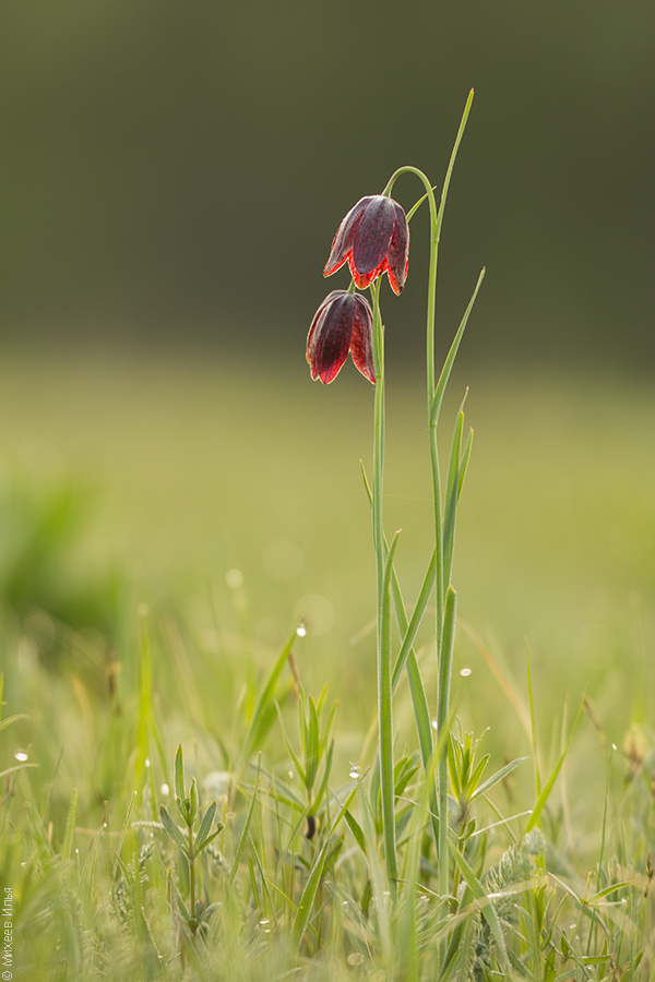 Image of Fritillaria meleagroides specimen.