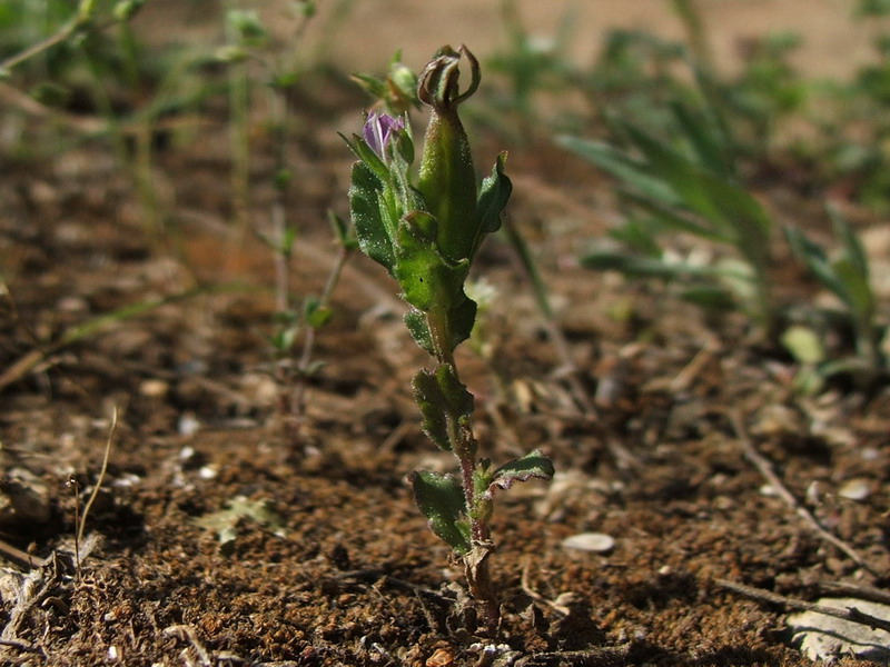 Изображение особи Legousia hybrida.