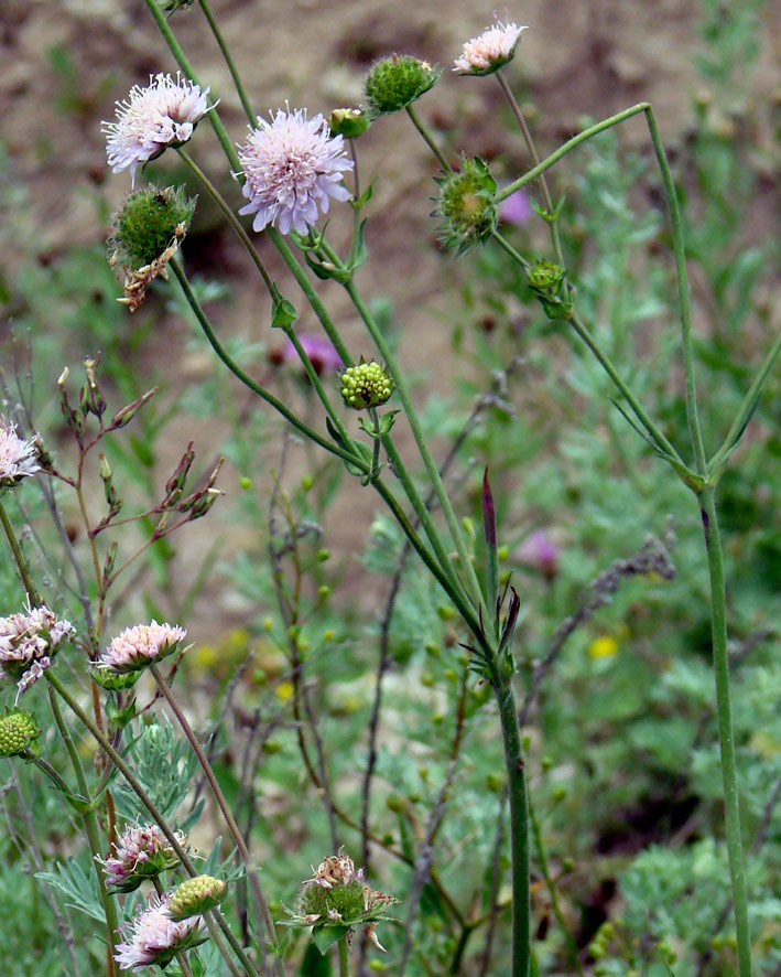 Image of Knautia arvensis specimen.