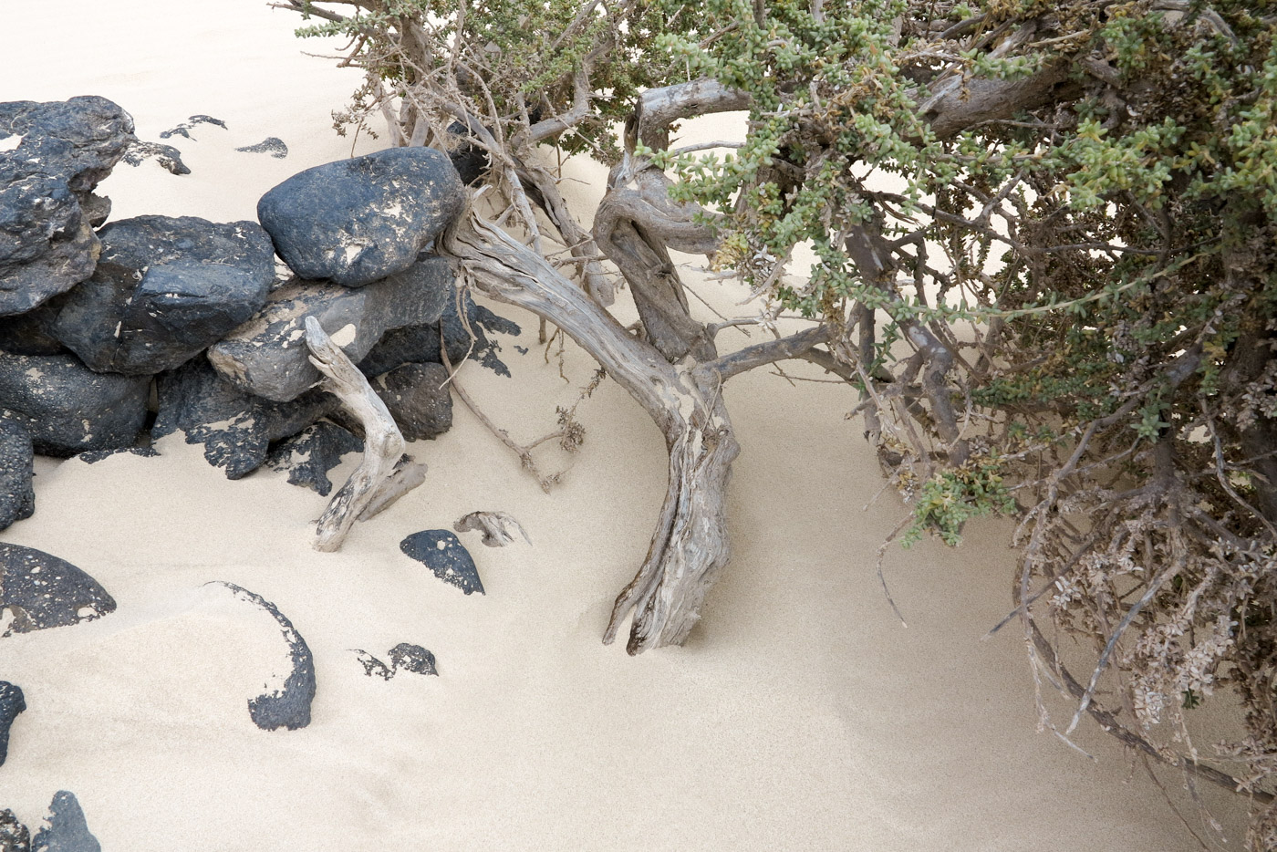 Image of Traganum moquinii specimen.