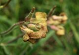 Hesperis tristis. Цветки. Крым, Керченский п-ов, Казантипский заповедник. 16.04.2016.