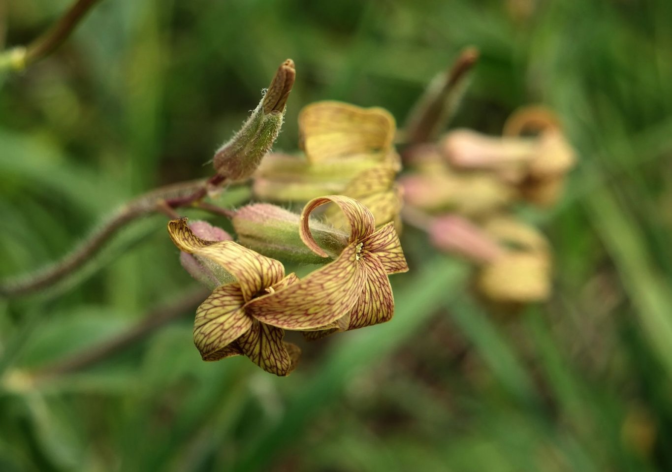 Изображение особи Hesperis tristis.