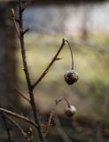 Rosa spinosissima. Побег с распускающимися почками и плодами прошлого года. Пермский край, г. Пермь, Кировский р-н, подлесок в сосновом бору (парк). 23.04.2016.