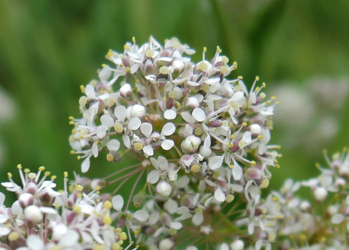 Image of Lepidium latifolium specimen.