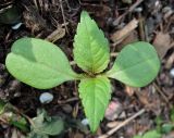 Impatiens parviflora