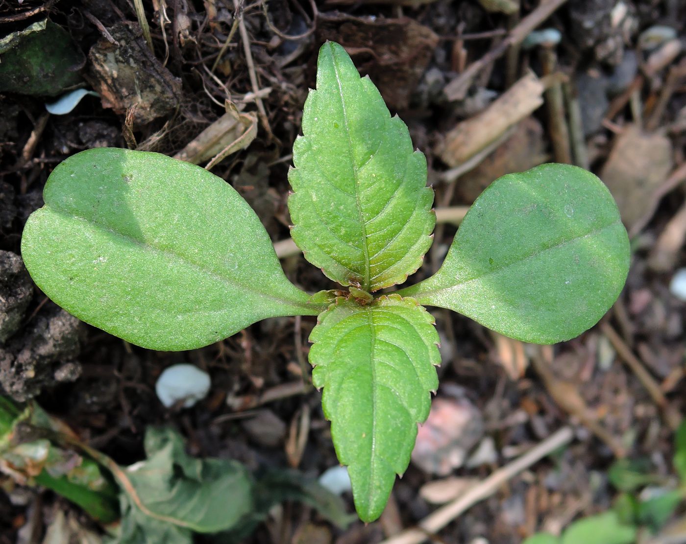 Изображение особи Impatiens parviflora.