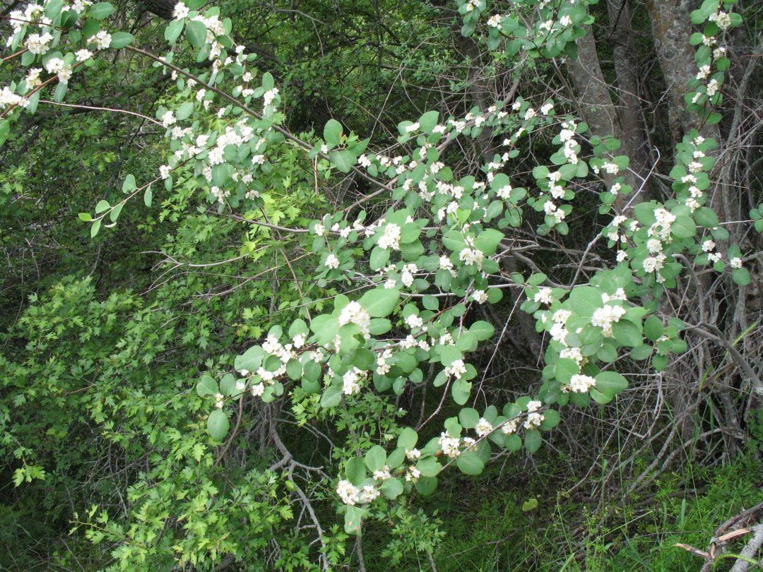 Изображение особи Cotoneaster karatavicus.