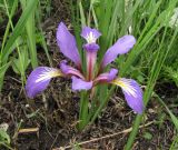 Iris pontica