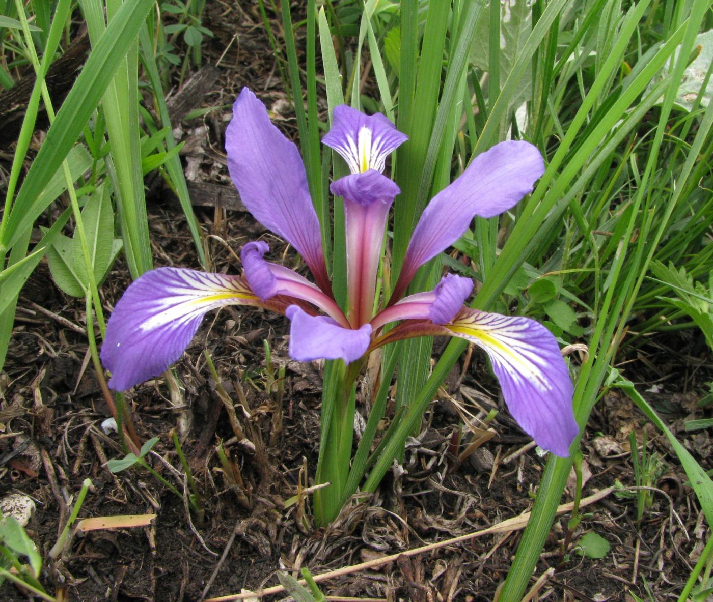 Image of Iris pontica specimen.