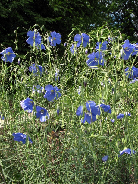 Image of Linum perenne specimen.