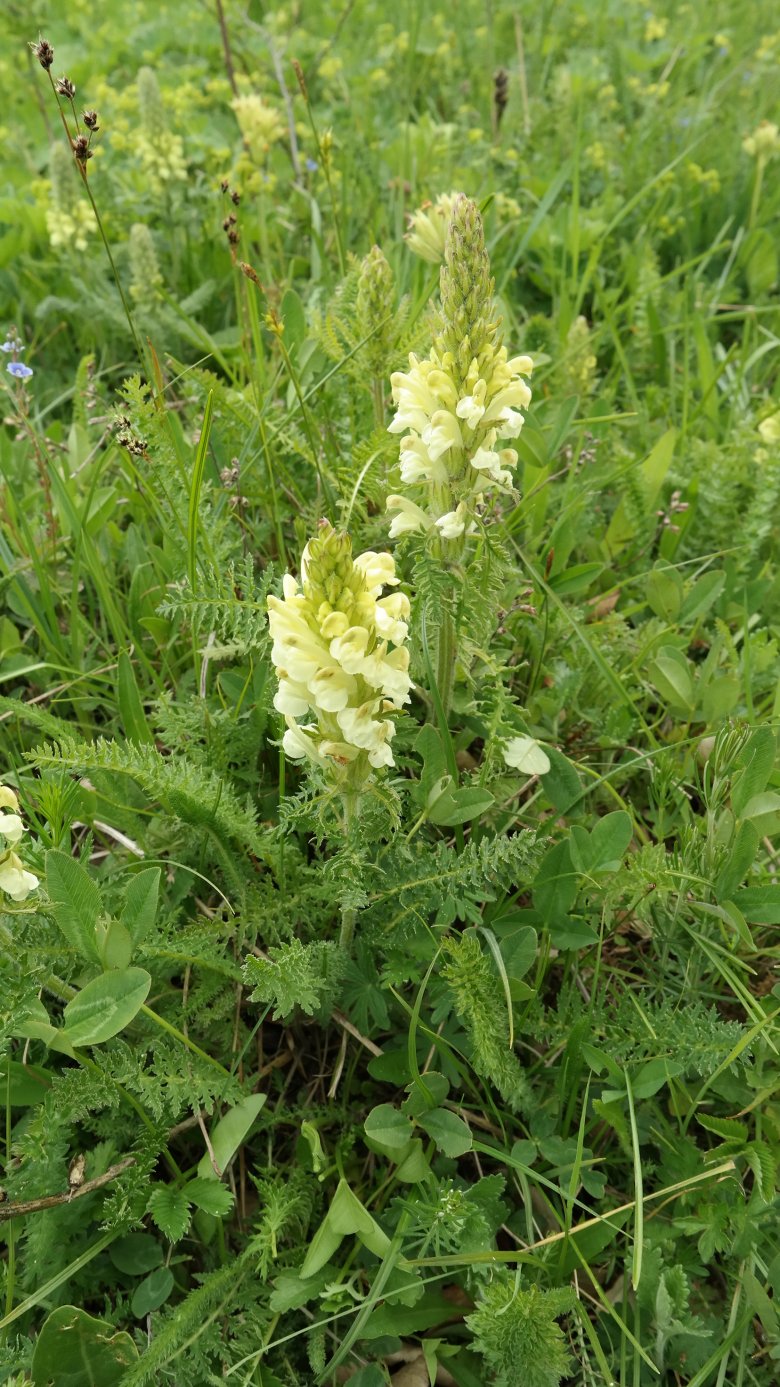 Изображение особи Pedicularis sibthorpii.