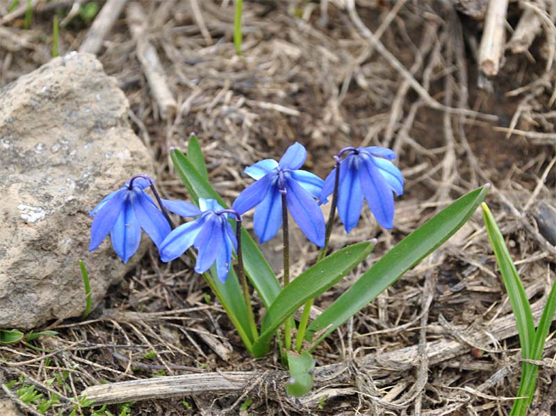 Image of Scilla armena specimen.